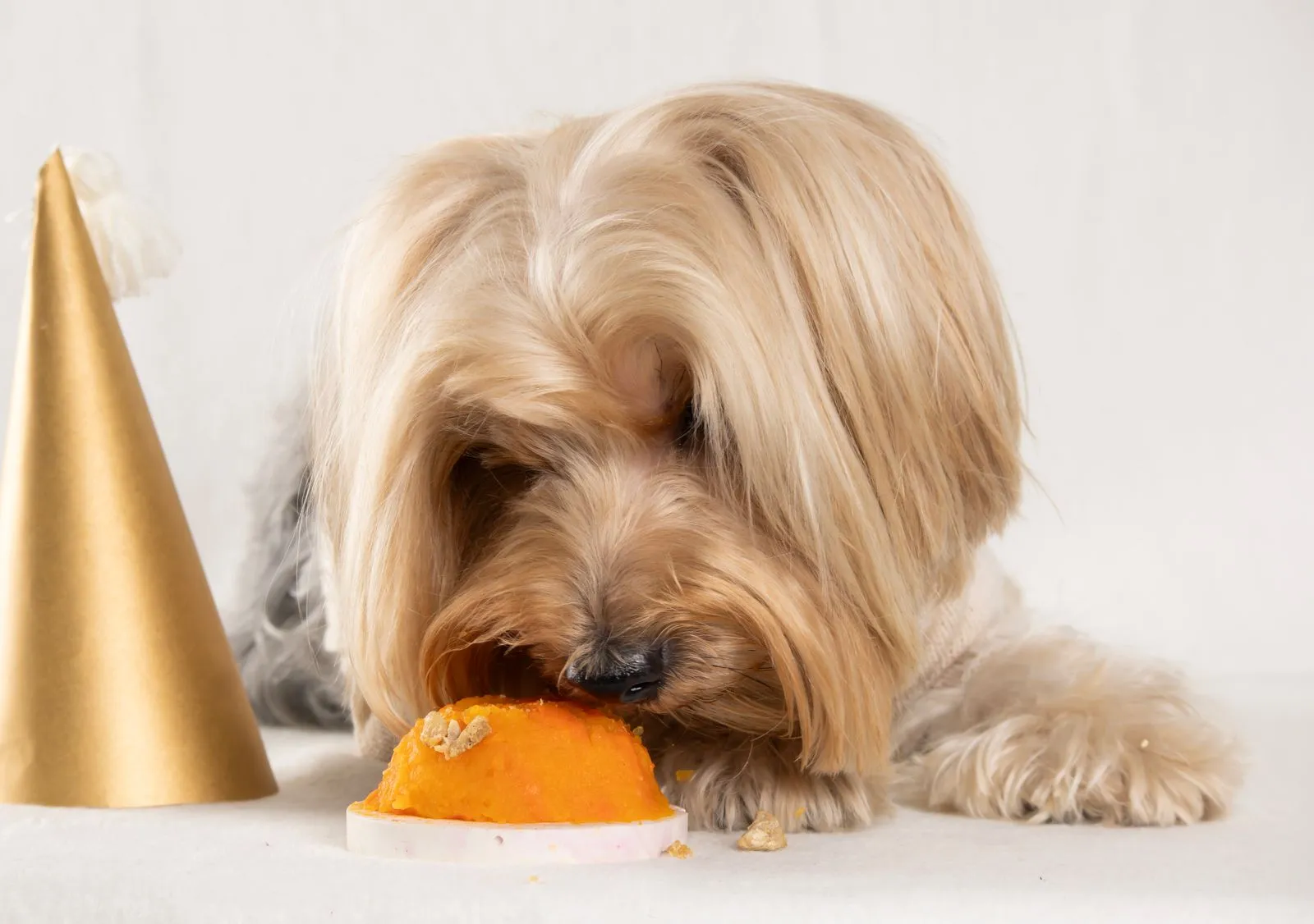 Yorkshire Terrier enjoying a cake with a festive hat, perfect for pet birthday celebrations.